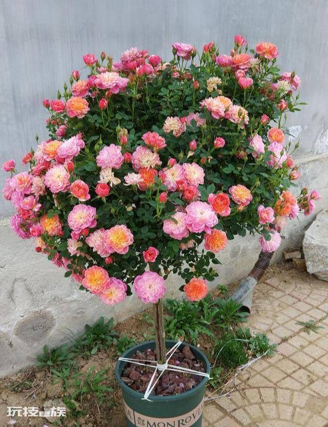 果汁阳台小苗怎么爆盆(果汁阳台轻松养到满盆花球的技巧)-图片7